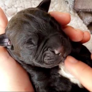 Meet your Posher, Omi